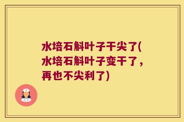 水培石斛叶子干尖了(水培石斛叶子变干了,再也不尖利了) 水培石斛叶子干尖了(水培石斛叶子变干了,再也不尖利了)