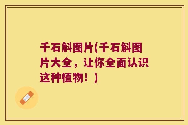 千石斛图片(千石斛图片大全，让你全面认识这种植物！)
