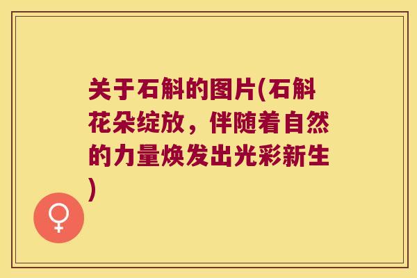 关于石斛的图片(石斛花朵绽放，伴随着自然的力量焕发出光彩新生)