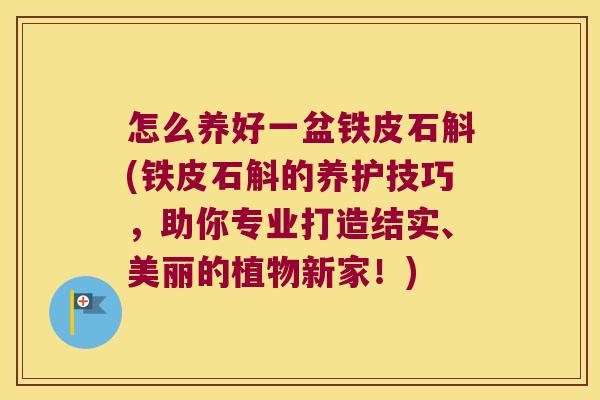 怎么养好一盆铁皮石斛(铁皮石斛的养护技巧，助你专业打造结实、美丽的植物新家！)