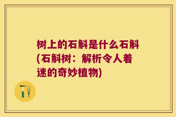 树上的石斛是什么石斛(石斛树：解析令人着迷的奇妙植物)