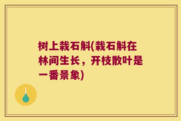树上栽石斛(栽石斛在林间生长，开枝散叶是一番景象)