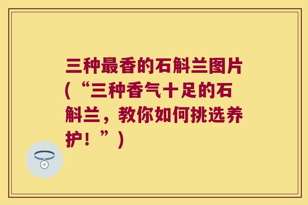 三种最香的石斛兰图片(“三种香气十足的石斛兰，教你如何挑选养护！”)