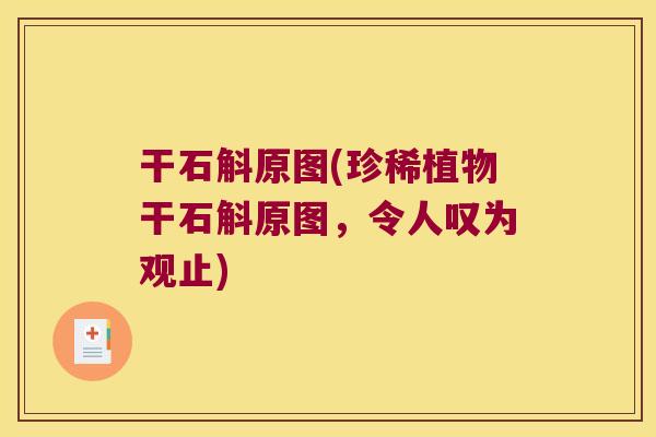 干石斛原图(珍稀植物干石斛原图,令人叹为观止) 干石斛原图(珍稀植物干石斛原图,令人叹为观止)
