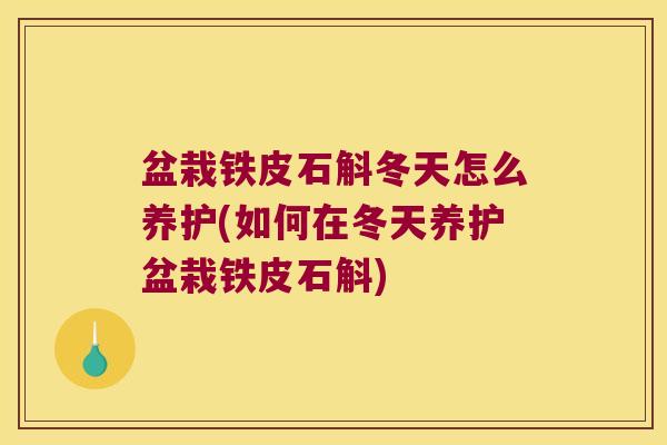 盆栽铁皮石斛冬天怎么养护(如何在冬天养护盆栽铁皮石斛)