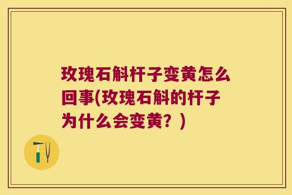 玫瑰石斛杆子变黄怎么回事(玫瑰石斛的杆子为什么会变黄？)