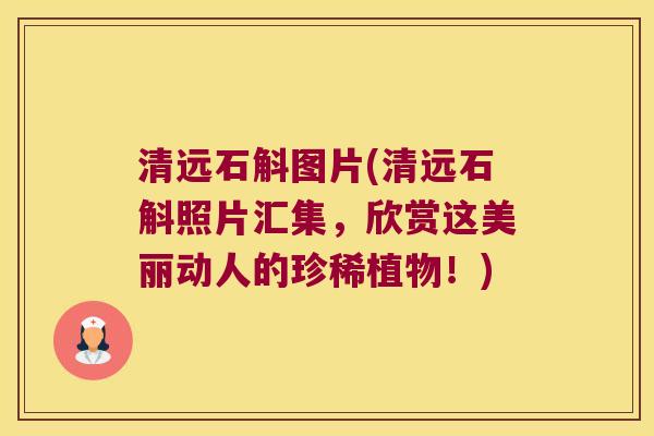 清远石斛图片(清远石斛照片汇集，欣赏这美丽动人的珍稀植物！)