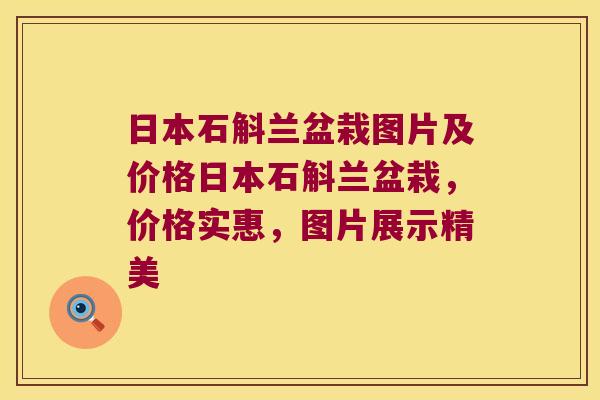 日本石斛兰盆栽图片及价格日本石斛兰盆栽，价格实惠，图片展示精美