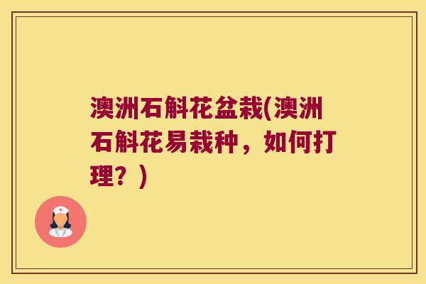 澳洲石斛花盆栽(澳洲石斛花易栽种，如何打理？)