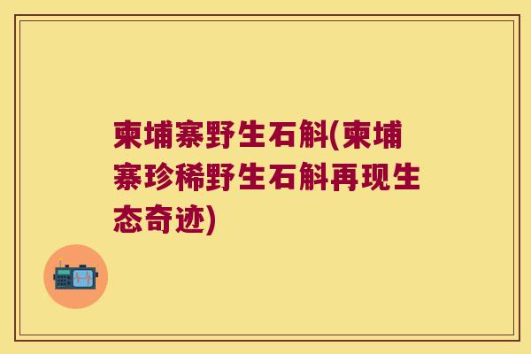 柬埔寨野生石斛(柬埔寨珍稀野生石斛再现生态奇迹)