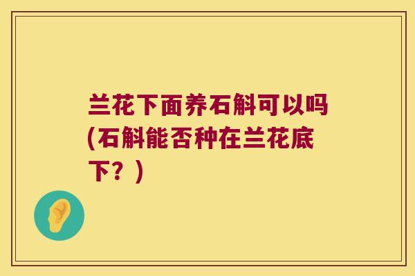 兰花下面养石斛可以吗(石斛能否种在兰花底下？)
