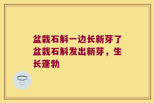盆栽石斛一边长新芽了盆栽石斛发出新芽，生长蓬勃