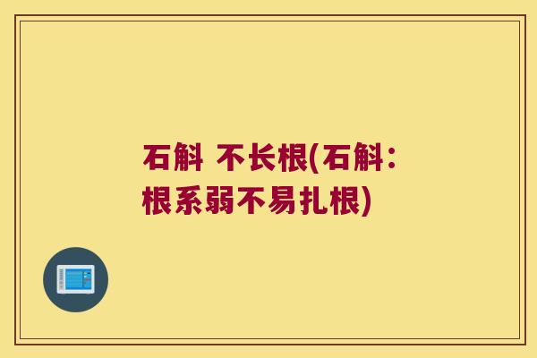 石斛 不长根(石斛：根系弱不易扎根)