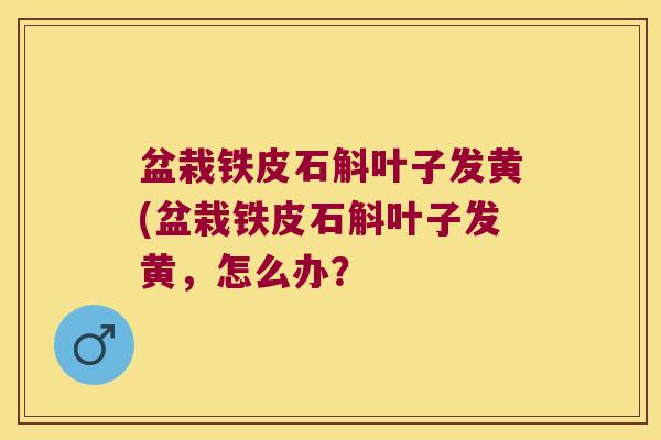 盆栽铁皮石斛叶子发黄(盆栽铁皮石斛叶子发黄，怎么办？