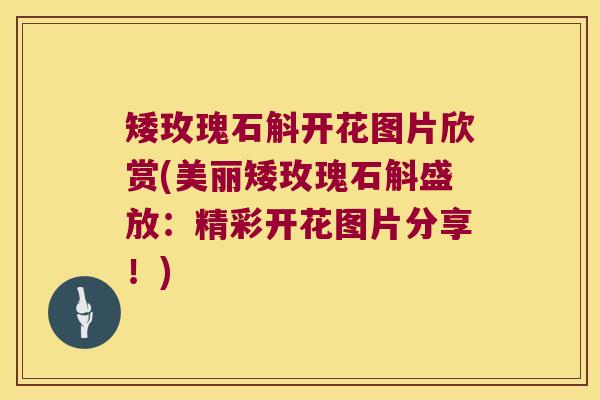 矮玫瑰石斛开花图片欣赏(美丽矮玫瑰石斛盛放：精彩开花图片分享！)