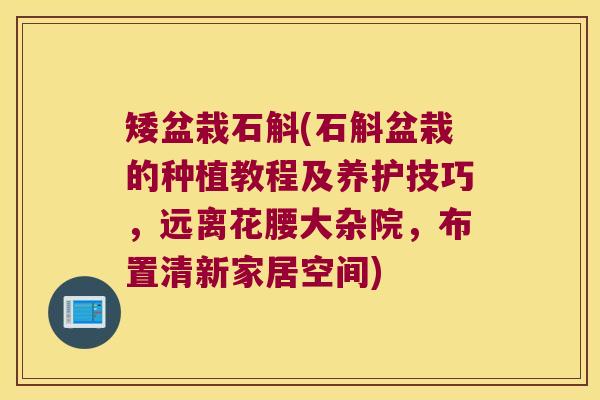 矮盆栽石斛(石斛盆栽的种植教程及养护技巧，远离花腰大杂院，布置清新家居空间)