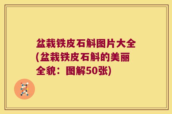 盆栽铁皮石斛图片大全(盆栽铁皮石斛的美丽全貌：图解50张)