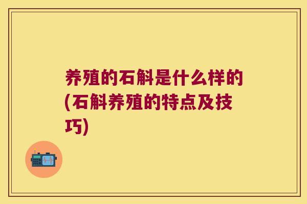 养殖的石斛是什么样的(石斛养殖的特点及技巧)