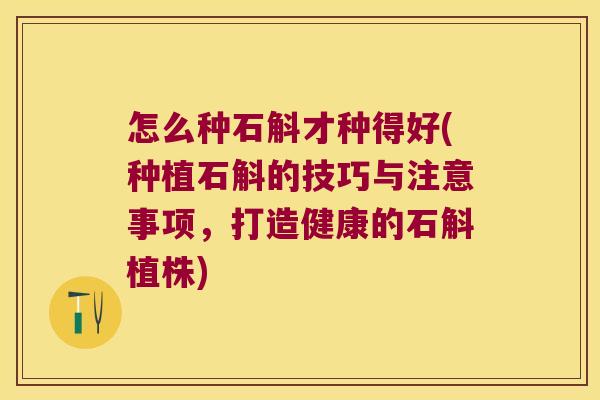 怎么种石斛才种得好(种植石斛的技巧与注意事项，打造健康的石斛植株)