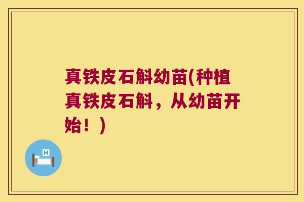 真铁皮石斛幼苗(种植真铁皮石斛，从幼苗开始！)