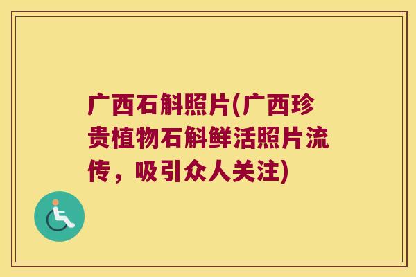 广西石斛照片(广西珍贵植物石斛鲜活照片流传,吸引众人关注) 广西石斛照片(广西珍贵植物石斛鲜活照片流传,吸引众人关注)