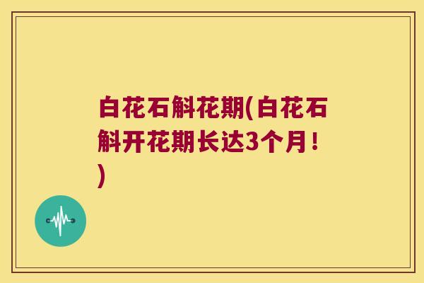白花石斛花期(白花石斛开花期长达3个月！)
