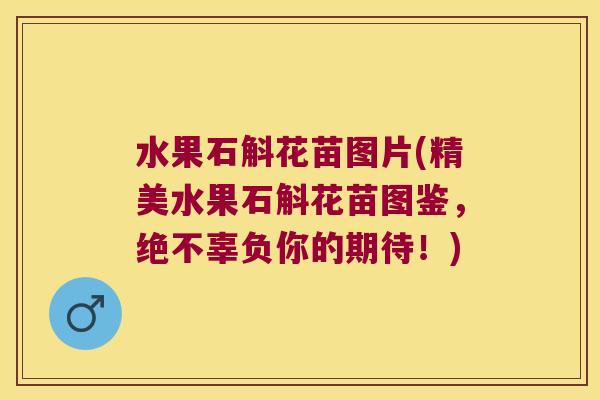 水果石斛花苗图片(精美水果石斛花苗图鉴，绝不辜负你的期待！)
