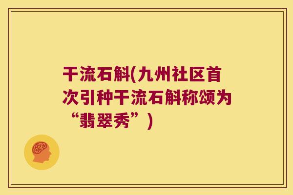 干流石斛(九州社区首次引种干流石斛称颂为“翡翠秀”)