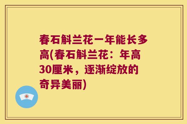 春石斛兰花一年能长多高(春石斛兰花：年高30厘米，逐渐绽放的奇异美丽)
