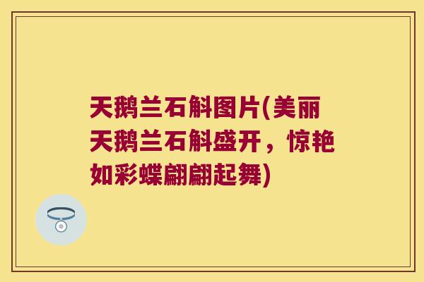 天鹅兰石斛图片(美丽天鹅兰石斛盛开,惊艳如彩蝶翩翩起舞) 天鹅兰石斛图片(美丽天鹅兰石斛盛开,惊艳如彩蝶翩翩起舞)