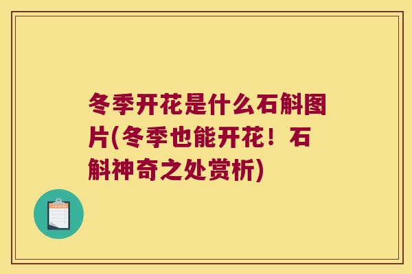 冬季开花是什么石斛图片(冬季也能开花！石斛神奇之处赏析)