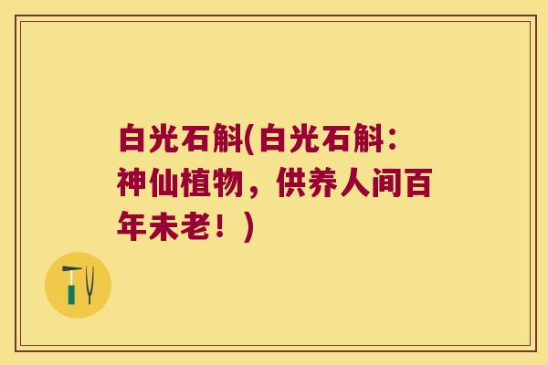白光石斛(白光石斛：神仙植物，供养人间百年未老！)
