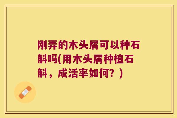 刚弄的木头屑可以种石斛吗(用木头屑种植石斛，成活率如何？)