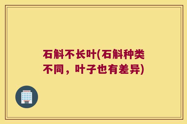 石斛不长叶(石斛种类不同,叶子也有差异) 石斛不长叶(石斛种类不同,叶子也有差异)