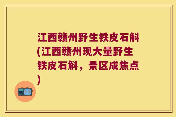 江西赣州野生铁皮石斛(江西赣州现大量野生铁皮石斛，景区成焦点)