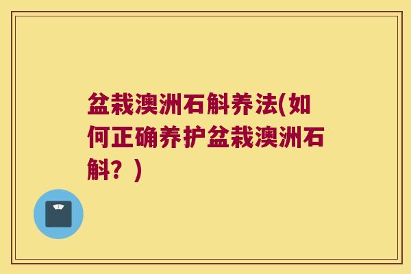 盆栽澳洲石斛养法(如何正确养护盆栽澳洲石斛？)