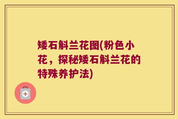 矮石斛兰花图(粉色小花，探秘矮石斛兰花的特殊养护法)