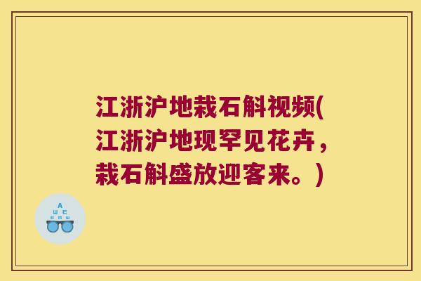 江浙沪地栽石斛视频(江浙沪地现罕见花卉，栽石斛盛放迎客来。)