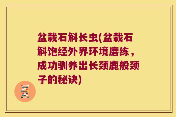 盆栽石斛长虫(盆栽石斛饱经外界环境磨练，成功驯养出长颈鹿般颈子的秘诀)