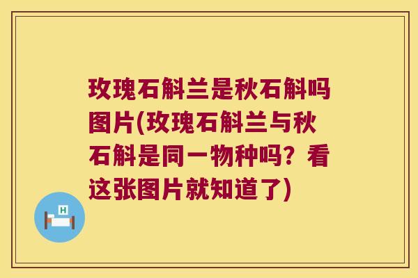 玫瑰石斛兰是秋石斛吗图片(玫瑰石斛兰与秋石斛是同一物种吗？看这张图片就知道了)