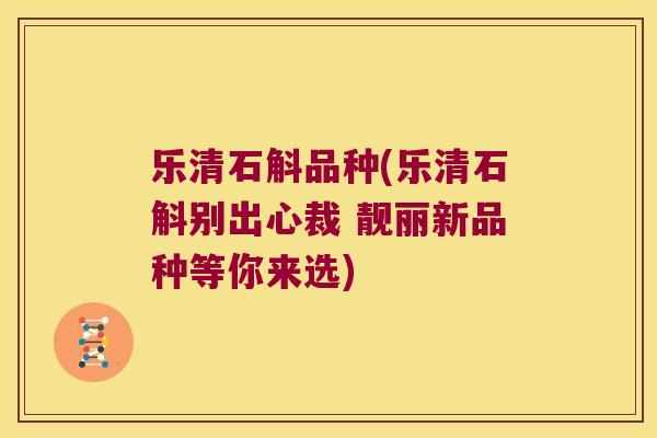 乐清石斛品种(乐清石斛别出心裁 靓丽新品种等你来选)