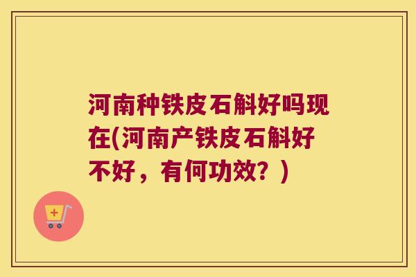河南种铁皮石斛好吗现在(河南产铁皮石斛好不好，有何功效？)