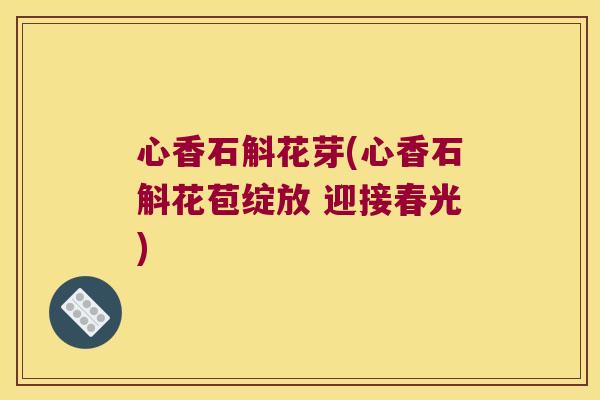 心香石斛花芽(心香石斛花苞绽放 迎接春光) 心香石斛花芽(心香石斛花苞绽放 迎接春光)