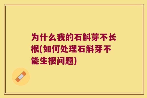 为什么我的石斛芽不长根(如何处理石斛芽不能生根问题)