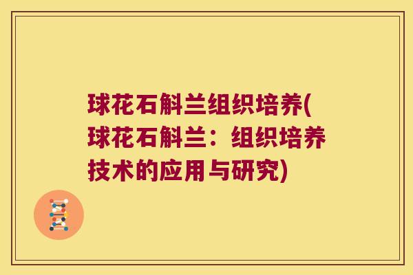 球花石斛兰组织培养(球花石斛兰：组织培养技术的应用与研究)