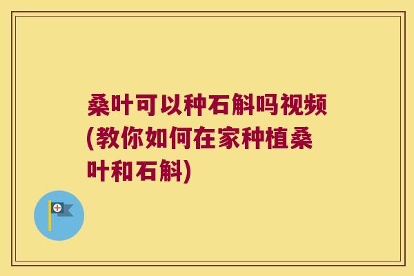桑叶可以种石斛吗视频(教你如何在家种植桑叶和石斛)