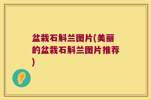 盆栽石斛兰图片(美丽的盆栽石斛兰图片推荐)