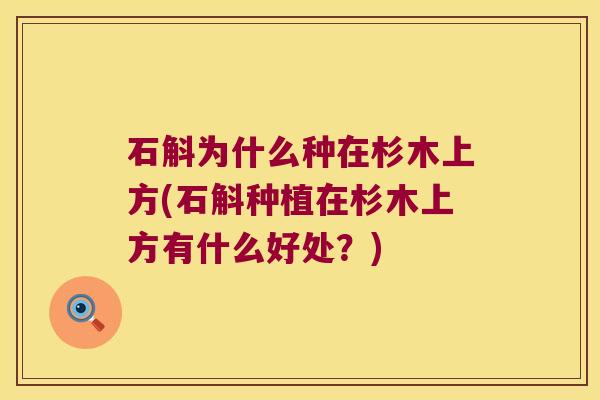 石斛为什么种在杉木上方(石斛种植在杉木上方有什么好处？)