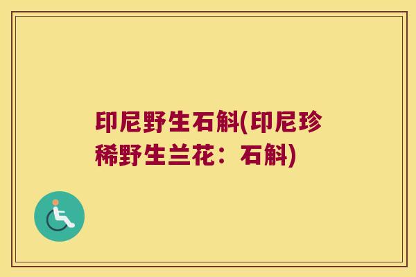 印尼野生石斛(印尼珍稀野生兰花：石斛)