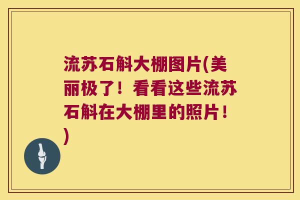 流苏石斛大棚图片(美丽极了！看看这些流苏石斛在大棚里的照片！)